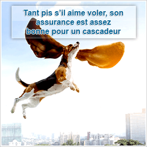 Devis comparatif assurance animaux Devis assurance animaux pour chiens, chats et rongeurs – comparateur en ligne