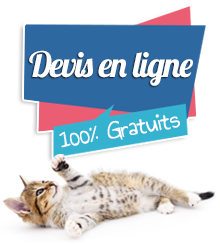 Assurance pour chats