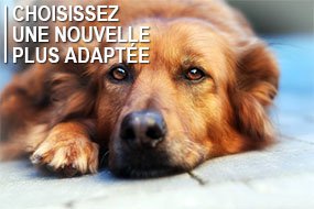 Résiliation de l'assurance pour animaux par lettre Résiliation de l'assurance pour animaux – lettre type