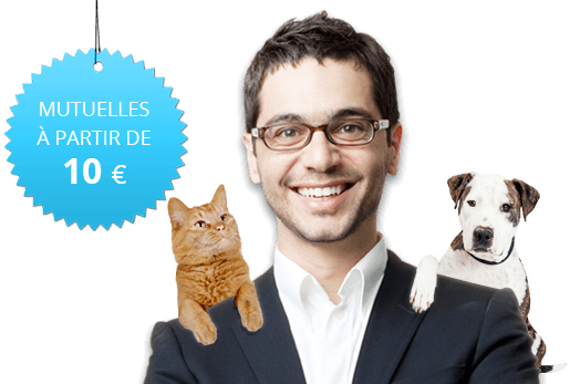 Mutuelle pour animaux – comparateur de prix