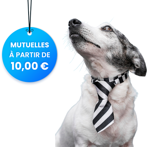 Mutuelle pour animaux – comparateur de prix