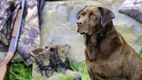 Assurance chien de chasse – prix et devis en ligne