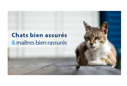 Assurance chat âgé à plus de 10 ans