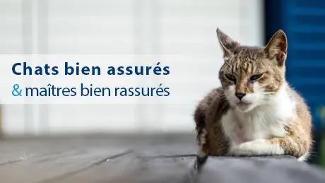 Assurance chat âgé à plus de 10 ans