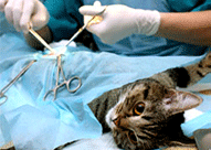 Remboursement stérilisation des chats et chiens Remboursement stérilisation chat et chien par assurance animaux